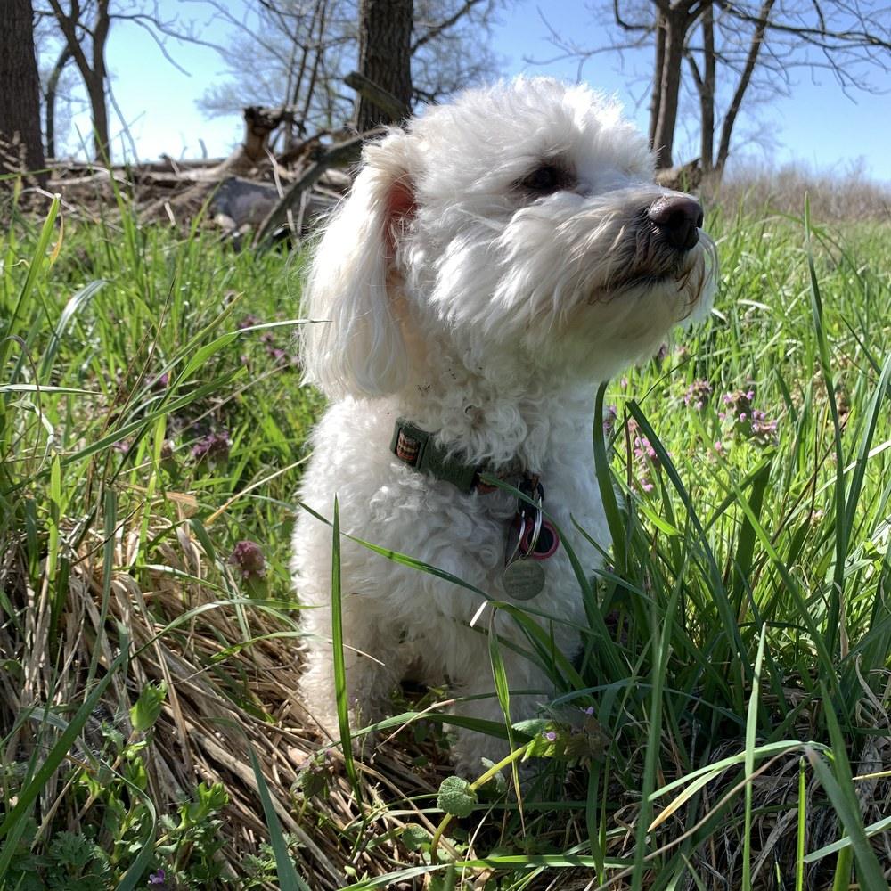 Barkley, Top Dog Junk Removal mascot